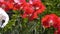 Pink poppy. White,red poppy on a green background. Close-up of poppies on a sunny day.