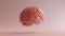 Pink Porcelain Anatomical Brain