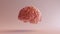 Pink Porcelain Anatomical Brain