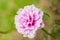 Pink portulaca flower