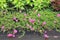 Pink portulaca flower blooming in garden. Common Purslane