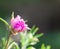 Pink portulaca flowers