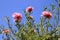 Pink Portulaca flowers on blue sky