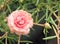 Pink portulaca grandiflora flower