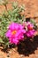 Pink Portulaca Grandiflora Flowers