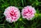 Pink Portulaca grandiflora flowers
