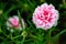 Pink Portulaca grandiflora flowers