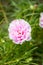 Pink portulaca oleracea flower in nature garden