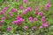 Pink portulaca oleracea flower in nature garden