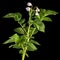 Pink potato fliwers, isolated on black background