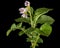 Pink potato fliwers, isolated on black background