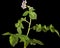 Pink potato fliwers, isolated on black background