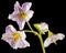 Pink potato fliwers, isolated on black background