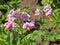 Pink potato flowers Solanum tuberosum L