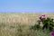 Pink potato rose with the heather landscape of St. Peter Ording