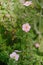 pink Potentilla fruticosa