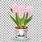 Pink potted hyacinth grows from a bulb in the soil isolated on a transparent background a spring flower vector illustration