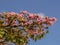 Pink poui tree flowers against the blue sky