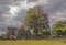 A pink poui tree in partial bloom in front of the All Saints` Anglican Church