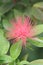 Pink powder puff Calliandra tergemina var. emarginata pink flower