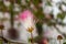 Pink powder puff flower, Calliandra surinamensis