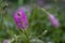 Pink powderpuff flower mimosa strigillosa. Nature background