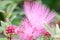 Pink Powderpuff Plant Calliandra surinamensis, close-up of pink flowers