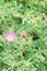 Pink Powderpuff Plant Calliandra surinamensis, flowering shrub