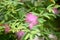 Pink Powderpuff Plant Calliandra surinamensis, pink flowers