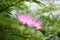 Pink Powderpuff Plant Calliandra surinamensis, pink inflorescence