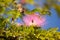 Pink powderpuff tree Calliandra haematocephala blooms