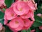 Pink Poy Sian flower, Crown of Thorns, tropical plant top view 