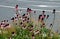 Pink prairie garden perennial flowerbed with a different set of flowers of a flowerbed of a larger plant just flowering