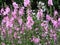 Pink prairie mallow flowers, Sidalcea Sussex Beauty