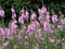 Pink prairie mallow flowers, Sidalcea Sussex Beauty