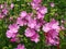 Pink prairie mallow Sidalcea flowers