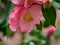 Pink Prairie rose with a bee near it surrounded by greenery with a blurry background