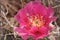 Pink Prickly Pear Cactus Bloom Near Moab Utah