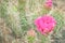 Pink Prickly Pear Cactus Flowers