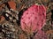 Pink Prickly Pear Cactus Pads and Pine Cones