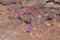 Pink prickly pear leaves in the cold