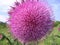 Pink prickly wild Thistle flower with thin petals closeup