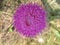 Pink prickly wild Thistle flower with thin petals closeup