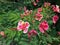 The Pink Pride of Barbados or Peacock Flower is an absolutely gorgeous.