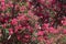 PINK PRIDE OF INDIA TREE FLOWERING IN SUNLIGHT