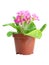 Pink Primrose Isolated