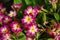 Pink primrose Primula elatior of the `SuperNova Rose Bicolor` variety in the garden