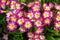Pink primrose Primula elatior of the `SuperNova Rose Bicolor` variety in the garden, close-up