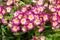 Pink primrose (Primula elatior) of the \\\'SuperNova Rose Bicolor\\\' variety in the garden on a sunny morning