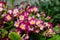 Pink primrose Primula elatior of the `SuperNova Rose Bicolor` variety in the garden on a sunny morning, close-up